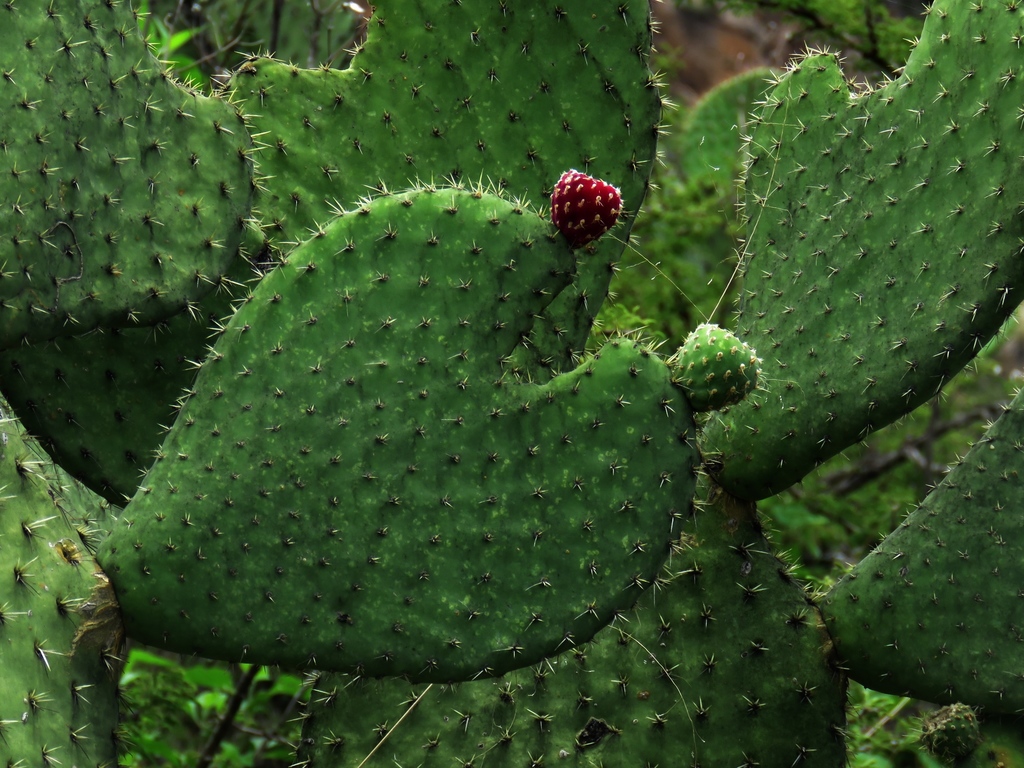 Prickly pears (The Flora and Fauna of Palo Duro Canyon) · iNaturalist