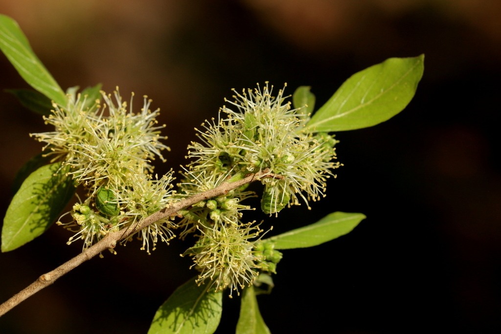 river bushwillow from Wonderboom, Pretoria, 0182, South Africa on