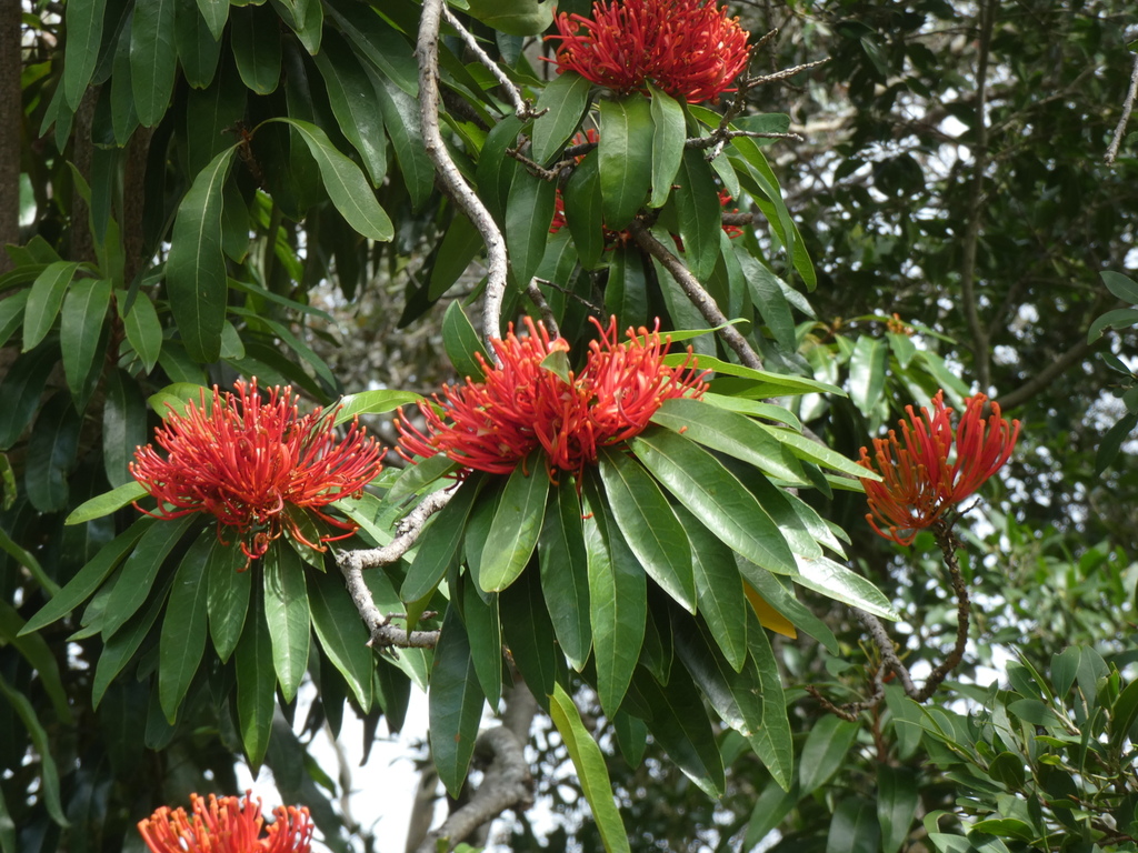 Queensland tree waratah from Noosa Heads QLD 4567, Australia on