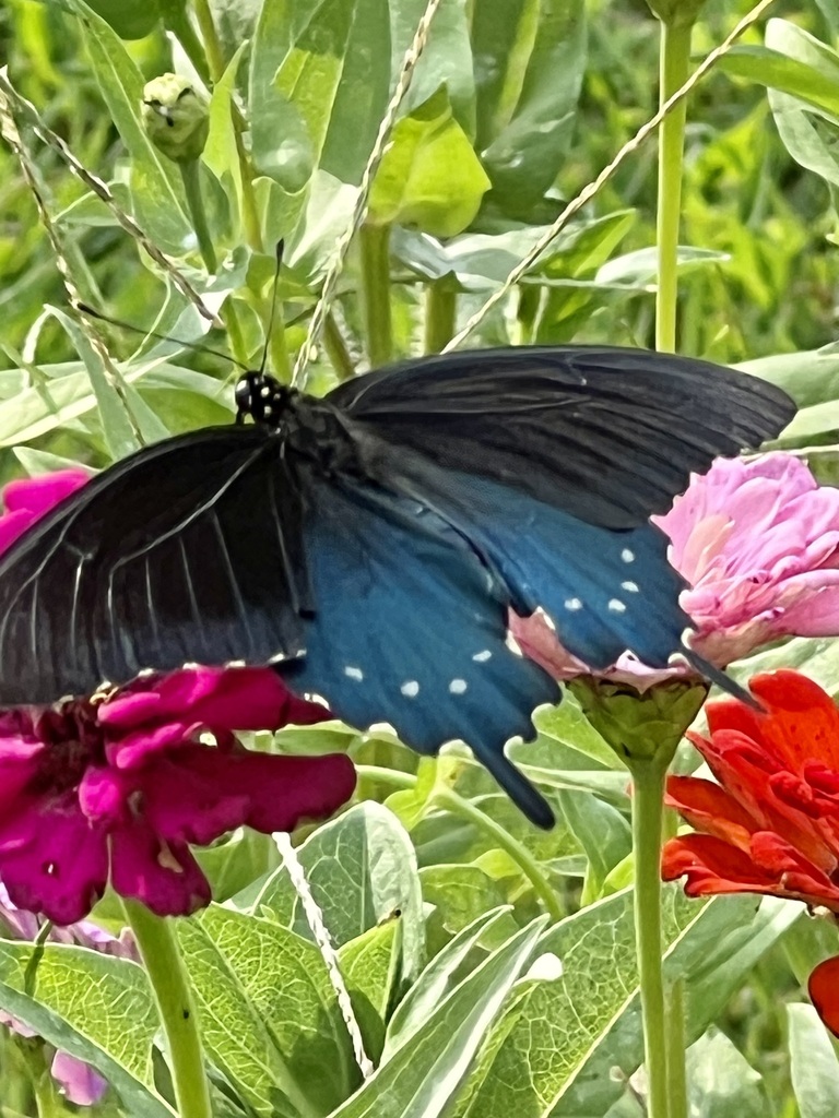 Pipevine Swallowtail from Hemby Bridge, NC 28079, USA on August 21