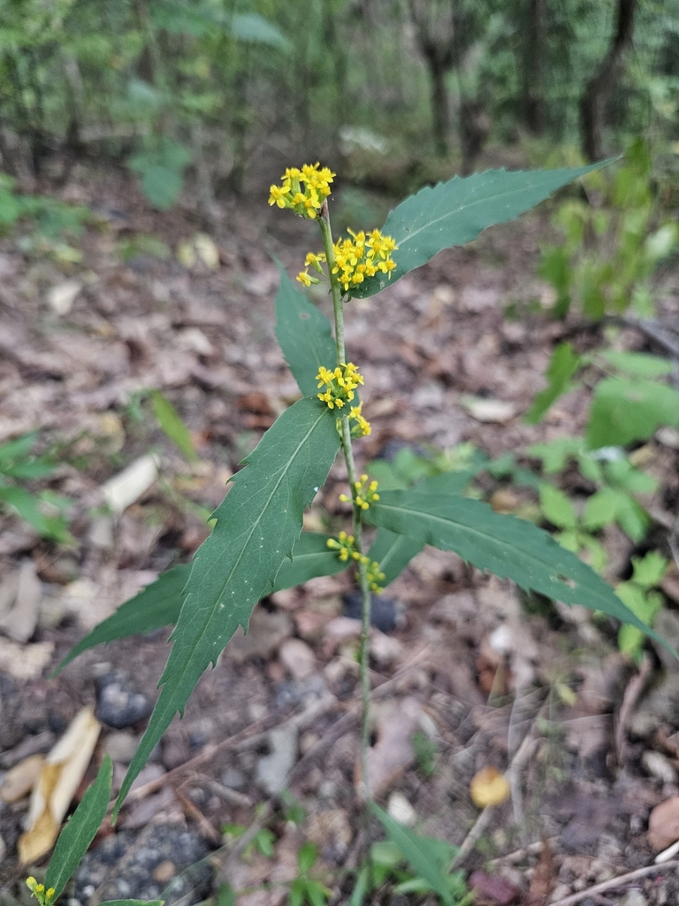 bluestem goldenrod from Indiana Township, PA, USA on September 19, 2023