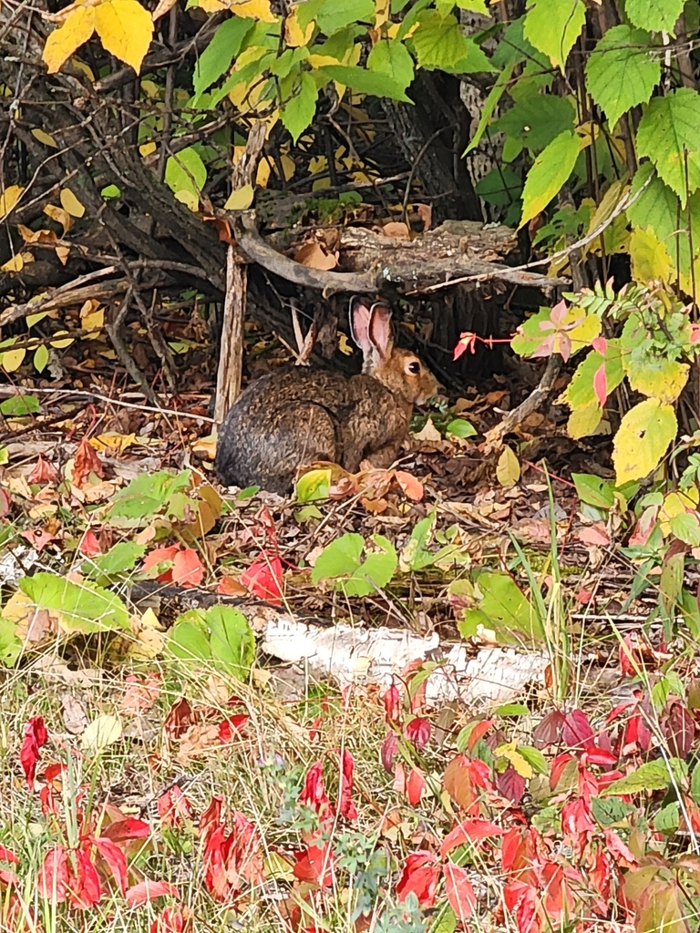 Snowshoe Hare from Ely, MN 55731, USA on September 21, 2023 at 0756 AM by Norma Malinowski
