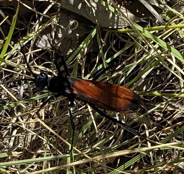 Milde's Tarantulahawk Wasp from Kenton, OK 73946, USA on September 16
