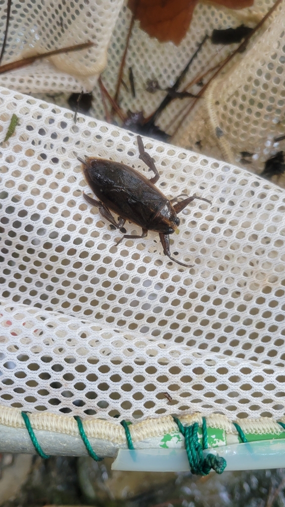 Eastern Toebiter from Shulerville, SC 29453, USA on August 25, 2023 at