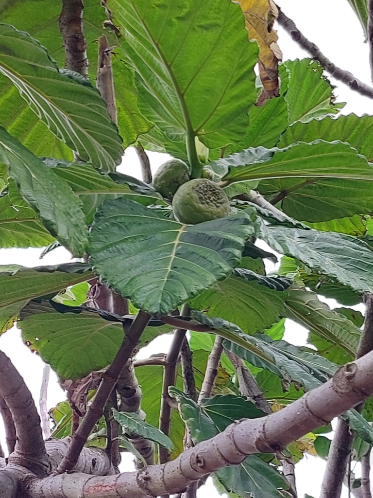 Dinner plate fig from Devonport, Auckland 0624, New Zealand on April 29