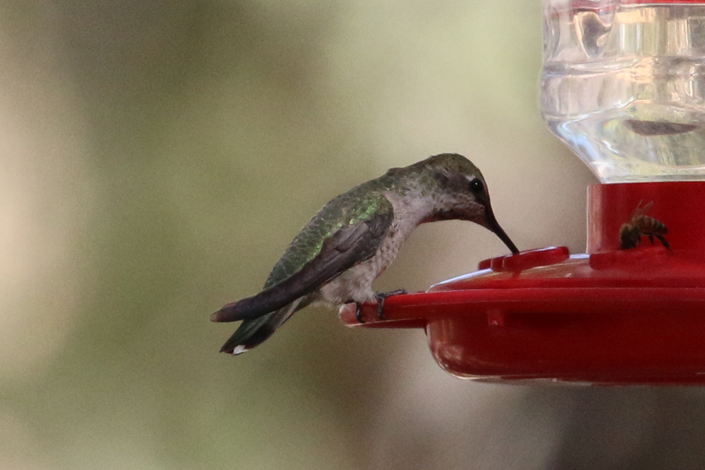 Anna's Hummingbird from Big Morongo Canyon Preserve, East Drive, Morongo Valley, CA, USA on