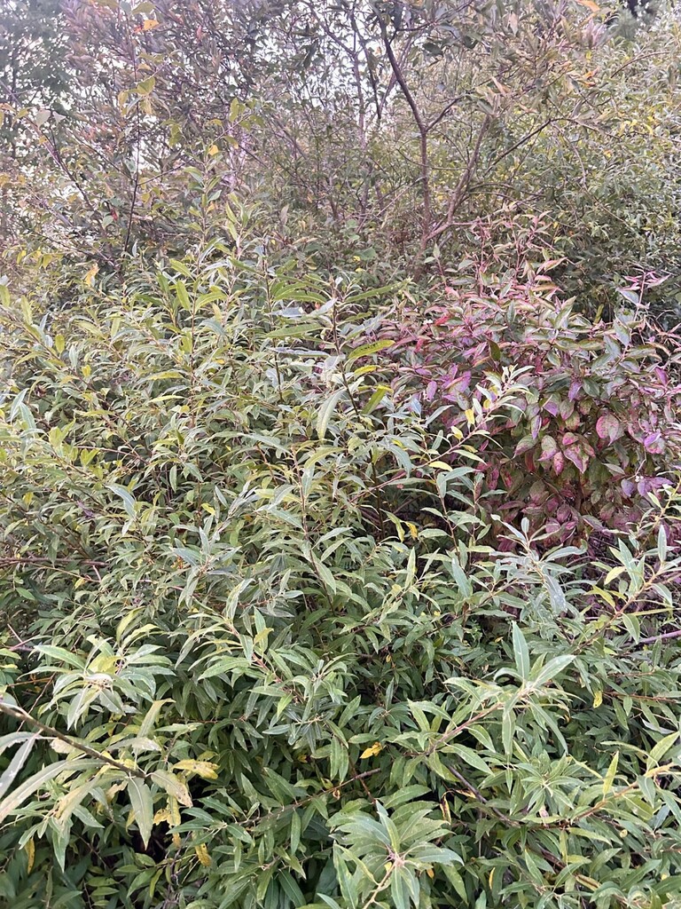 black willow from Pine Glenn Apartments on September 22, 2023 by