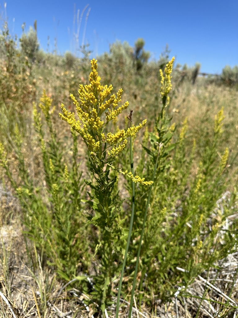 goldenrods from Malheur County, OR, USA on July 27, 2023 at 1108 AM by