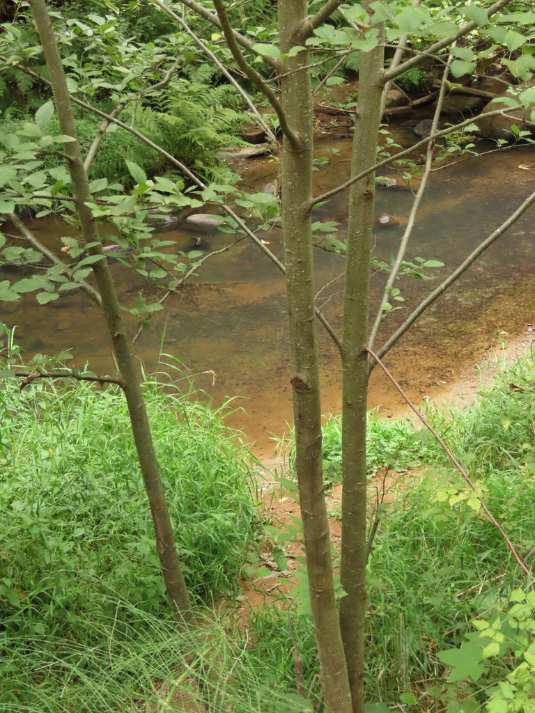 Red Alder from Alderwood State Wayside, Cheshire, OR 97419 on September