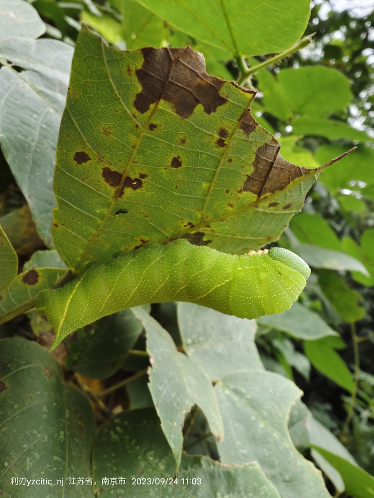 Clanis bilineata from Nanjing, CNJS, CN on September 24, 2023 at 1103