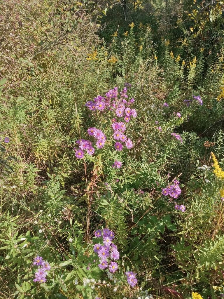 plants from Blooming grove Township, OH, USA on September 23, 2023 at