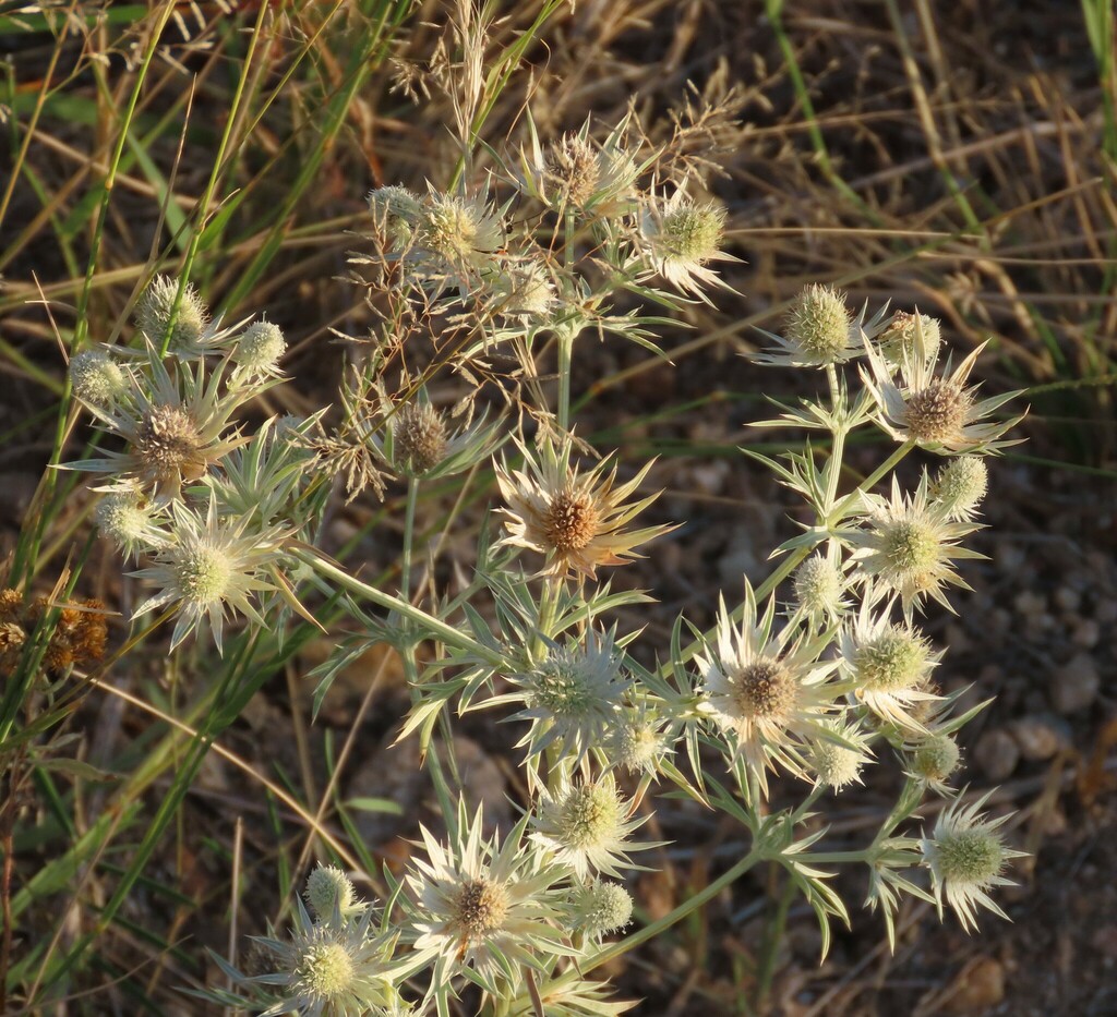 Wright's eryngo from Sierra Vista, AZ 85650 on September 25, 2023 at 06