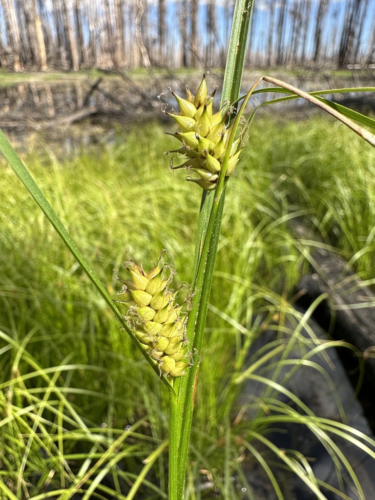 true sedges from Plumas County, CA, USA on August 6, 2023 at 0334 PM
