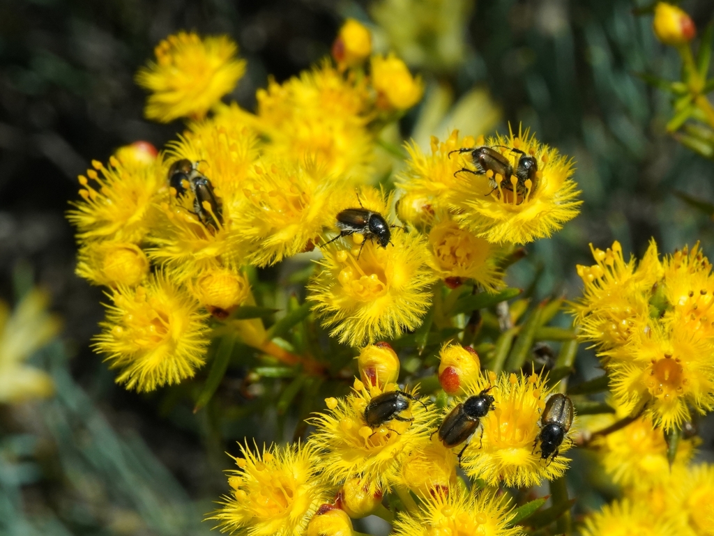 Cockchafers from Warradarge WA 6518, Australia on September 16, 2023 at