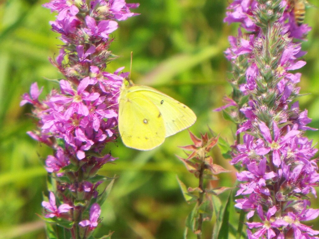 Clouded Yellows from Carlisle, MA 01741, USA on August 5, 2023 at 1237