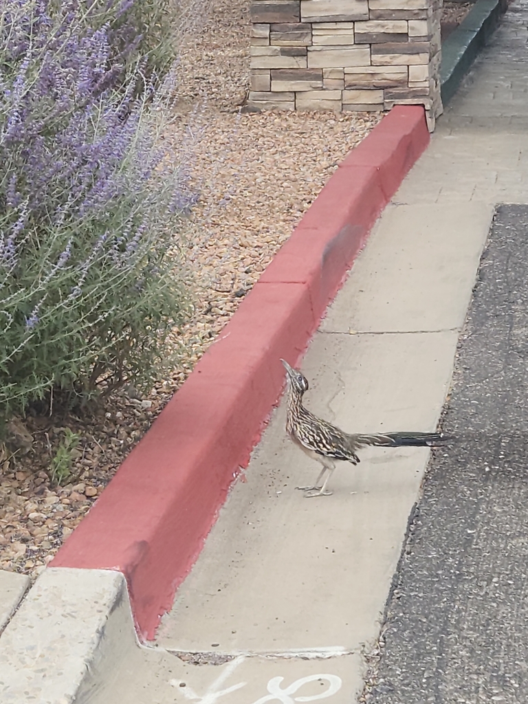 Greater Roadrunner from Acme Acres, Albuquerque, NM 87110, USA on September 28, 2023 at 0212 PM