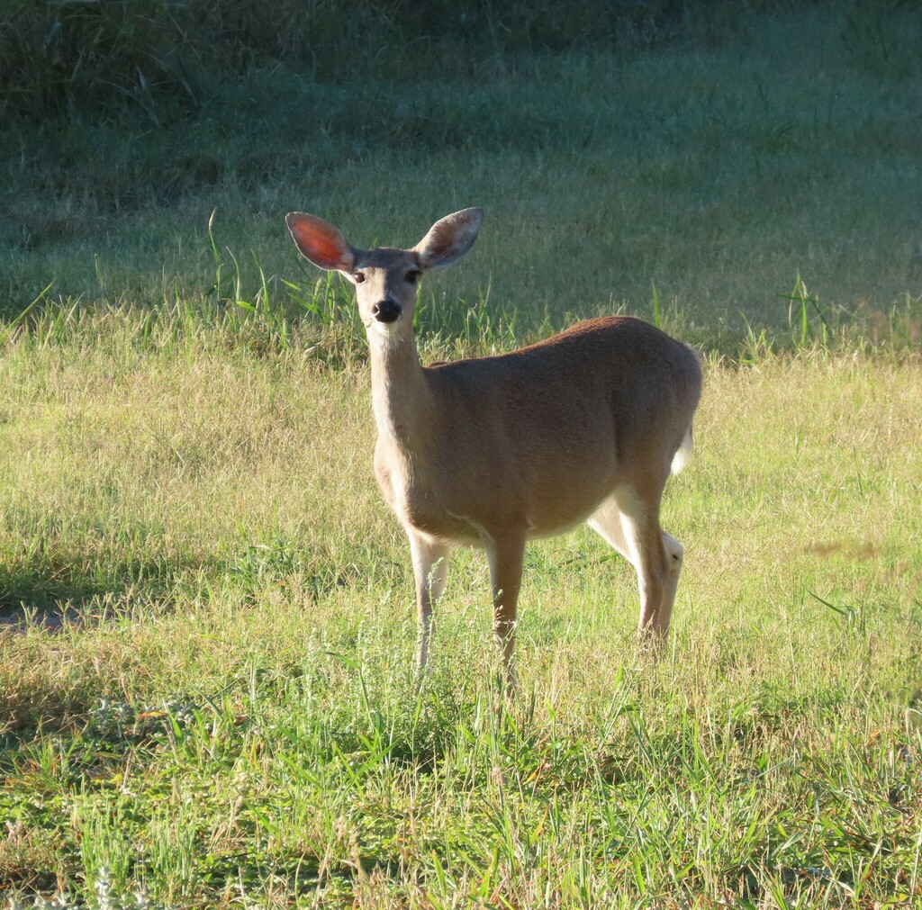 Whitetailed Deer from 150 Blue Heaven Road, Patagonia, AZ 85624 on