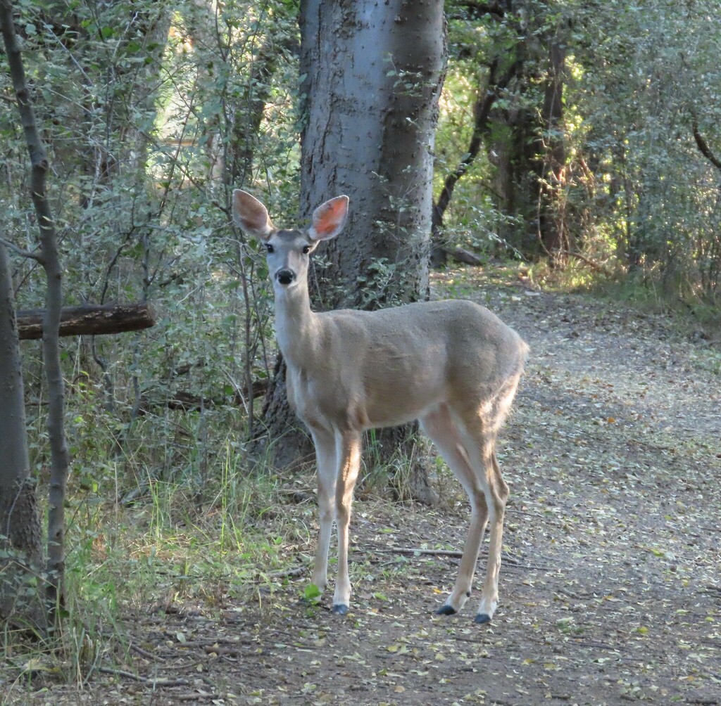 Whitetailed Deer from 150 Blue Heaven Road, Patagonia, AZ 85624 on