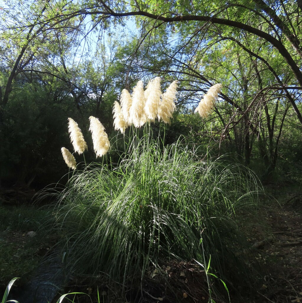 Pampas Grass from Santa Cruz County, AZ, USA on September 28, 2023 at