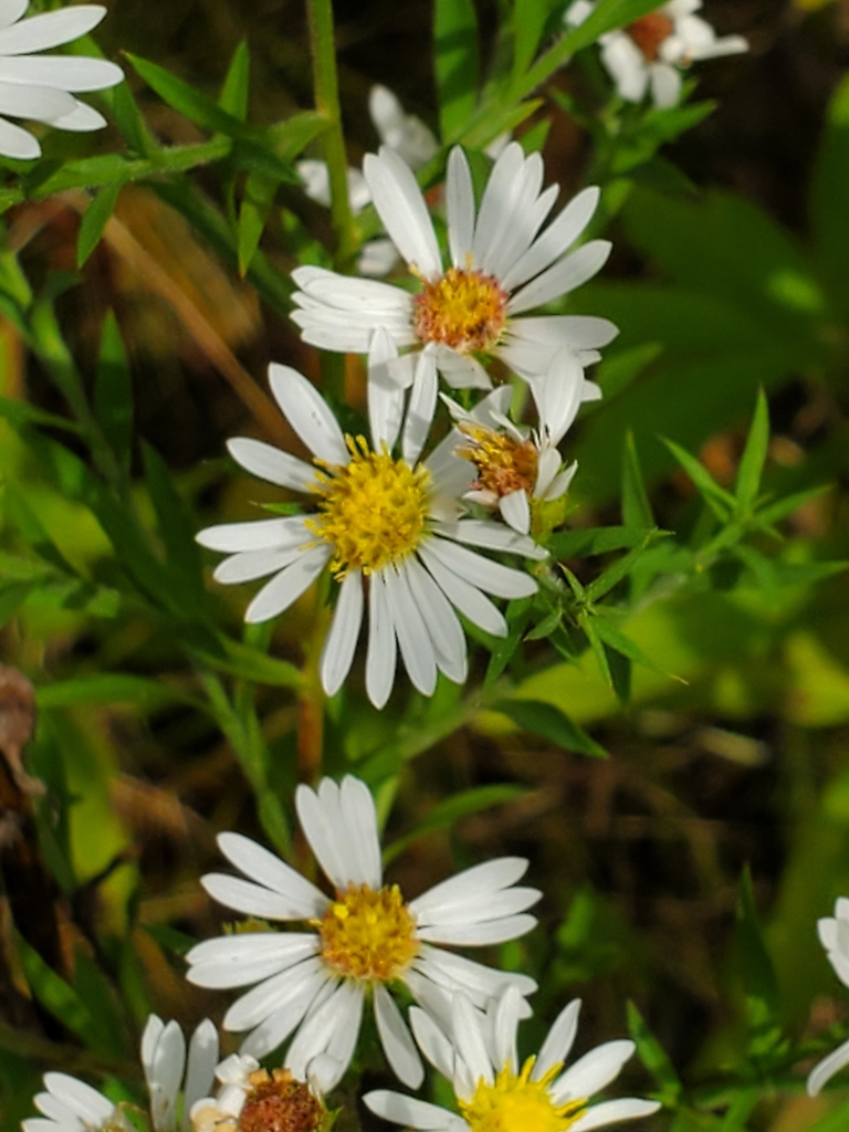 sunflowers, daisies, asters, and allies from Rockford, IL 61102, USA on September 28, 2023 at 02