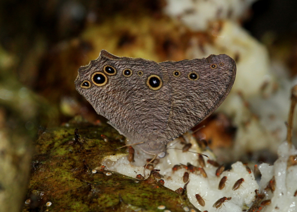 Common Evening Brown (Butterflies of Chhattisgarh) · iNaturalist