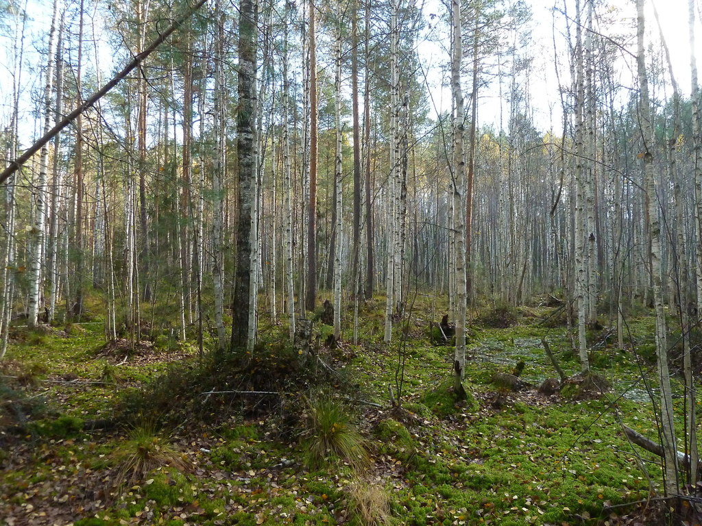 bouleaux (Marais du LacauFoin) · iNaturalist Canada