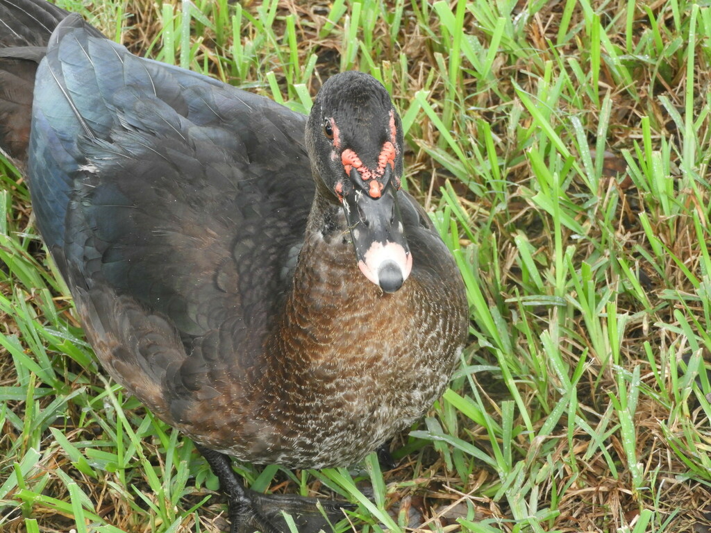 Domestic Muscovy Duck from Cisco Gardens, Jacksonville, FL, USA on September 20, 2020 at 1240