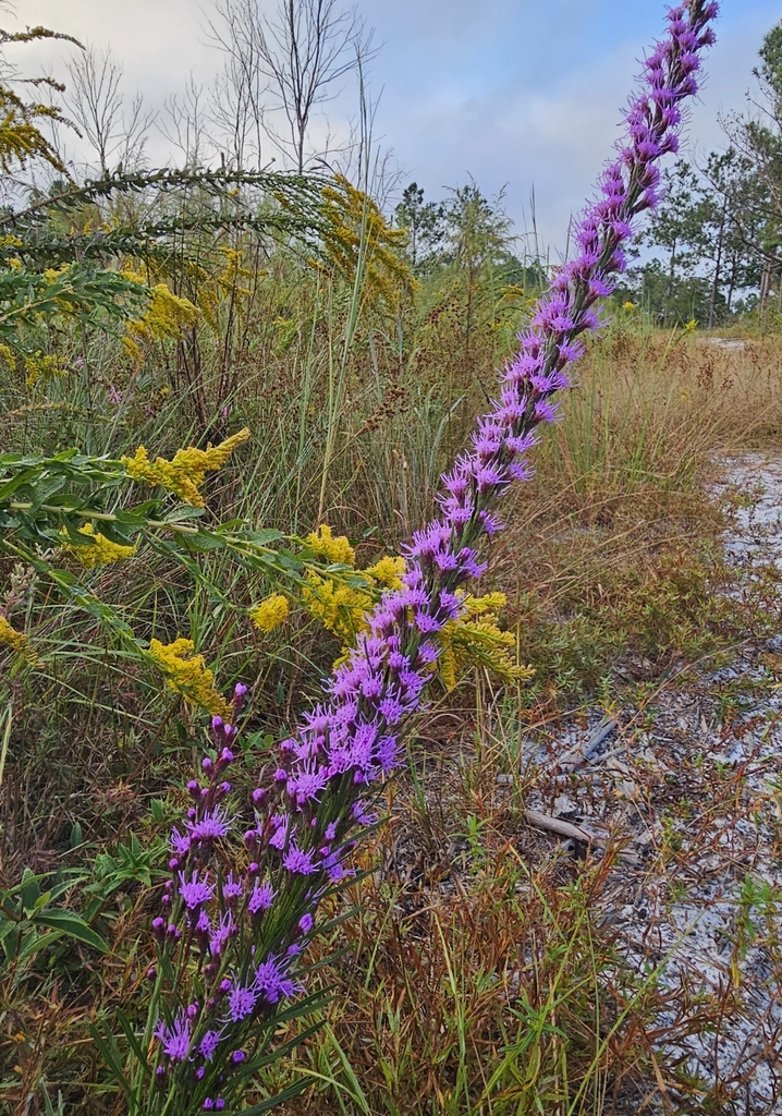 shaggy blazing star in October 2023 by Leeann McClure · iNaturalist