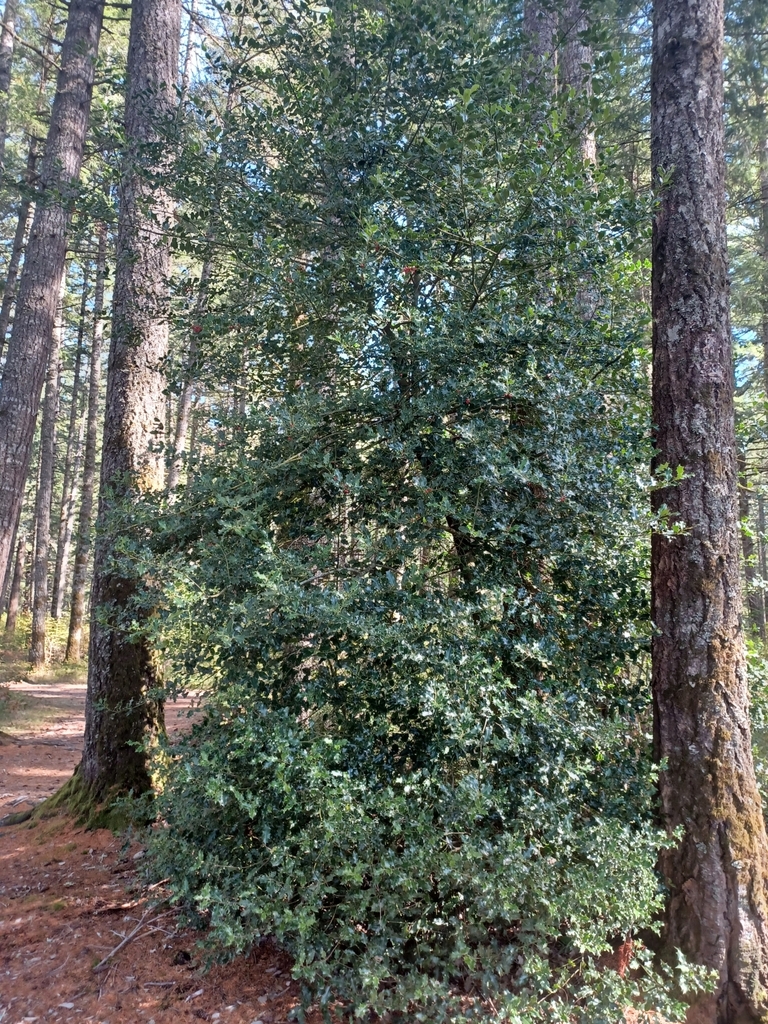European holly from Shelton, WA 98584, USA on October 1, 2023 at 1225