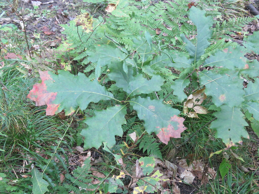 northern red oak from 87 Ritchie Ave, Milton, VT 05468, USA on