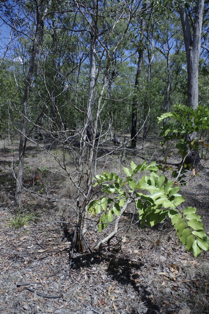 vascular plants from Maryborough QLD 4650, Australia on October 2, 2023