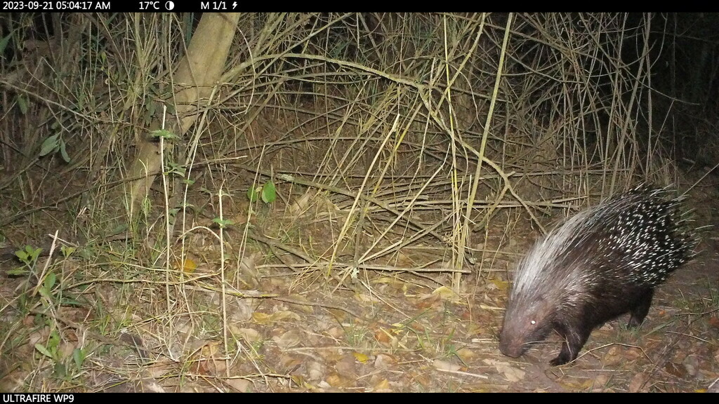 Southern Porcupine from Ehlanzeni District Municipality, South Africa