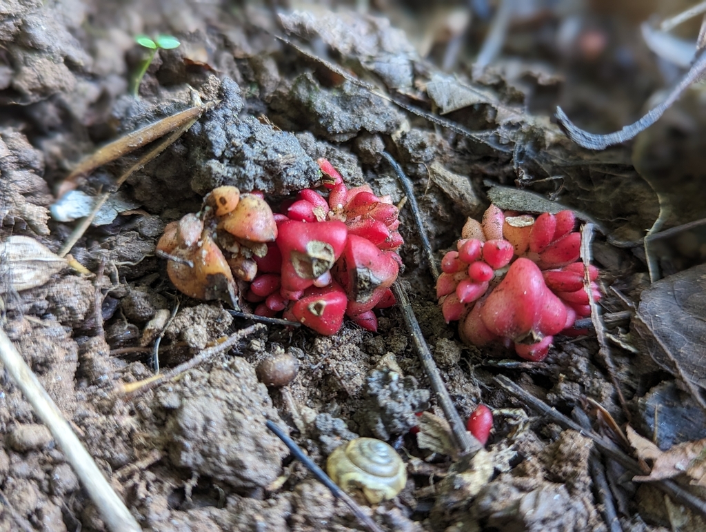 Dutchman's breeches from Key West, Charlottesville, VA 22911, USA on