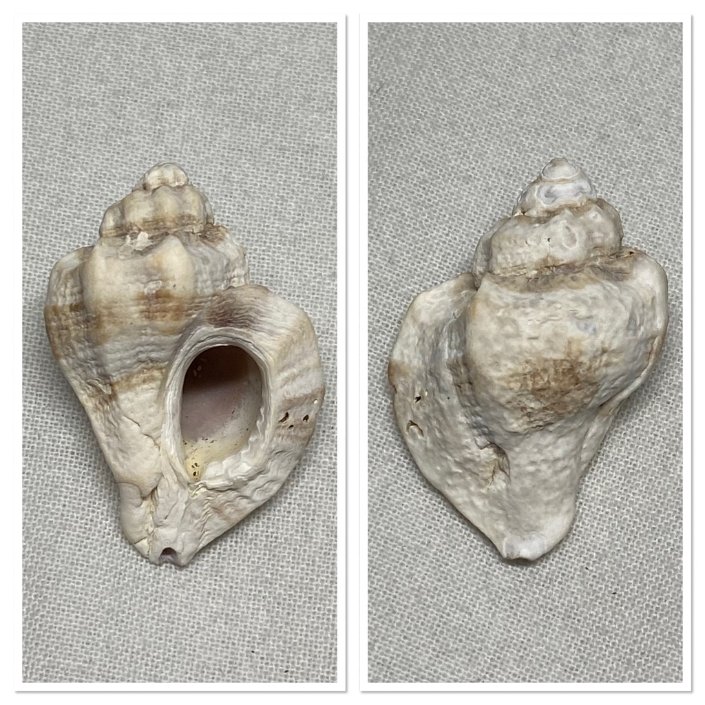 Japanese Oyster Drill from Reimerswaal, Oosterschelde, NLZE, NL on April 16, 2023 at 0454 PM