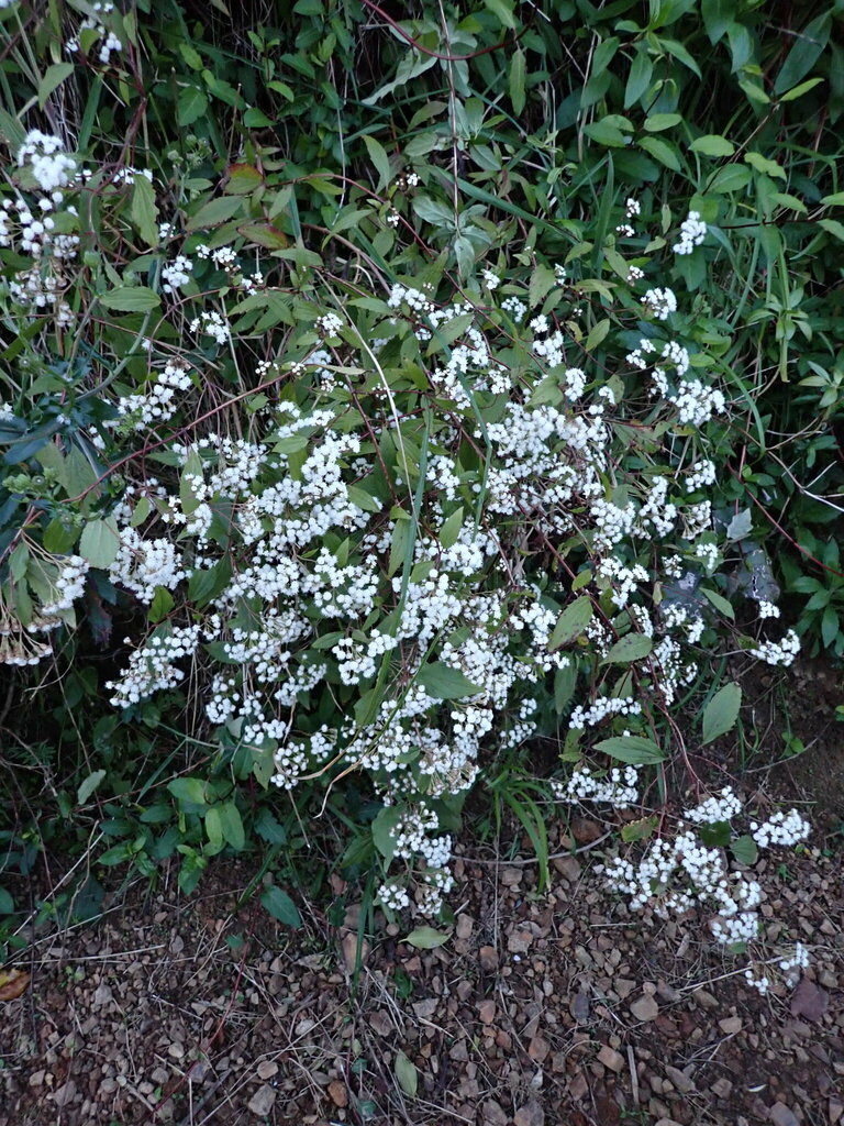 Flowers New World Thorndon at Pugliese blog
