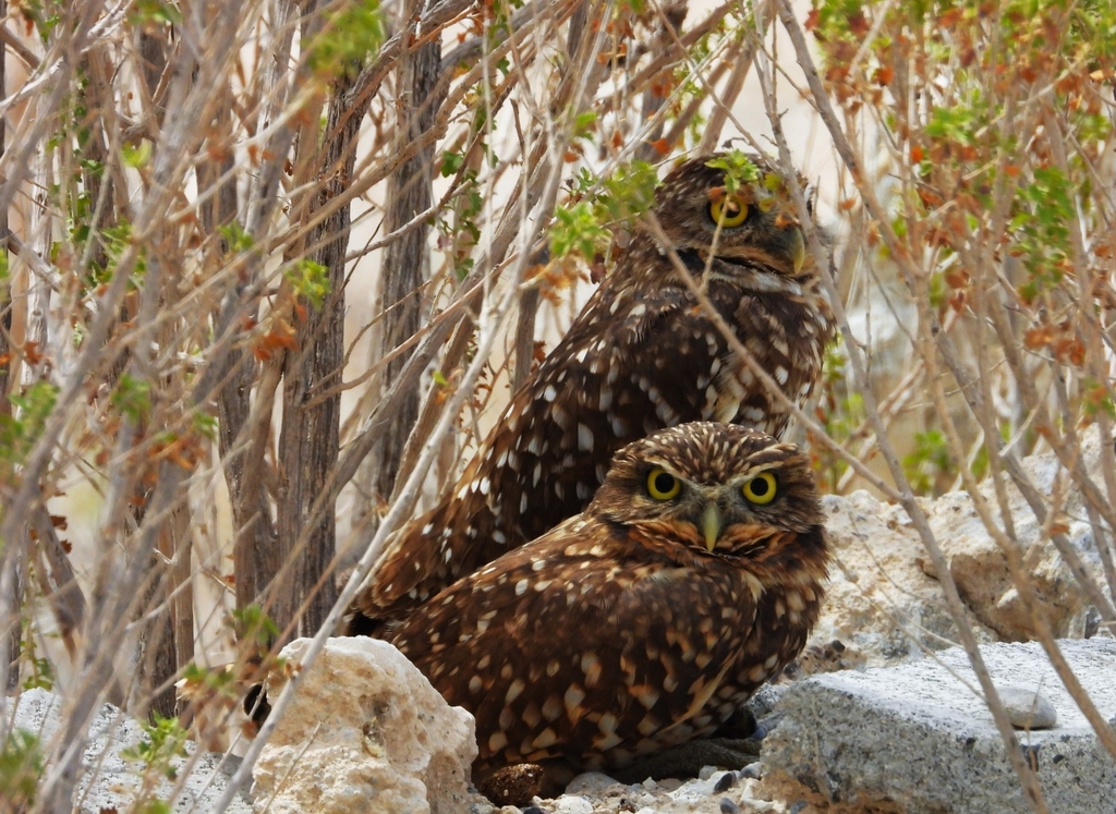 Burrowing Owl from Las Glorias, Arteaga, Coah., México on October 4