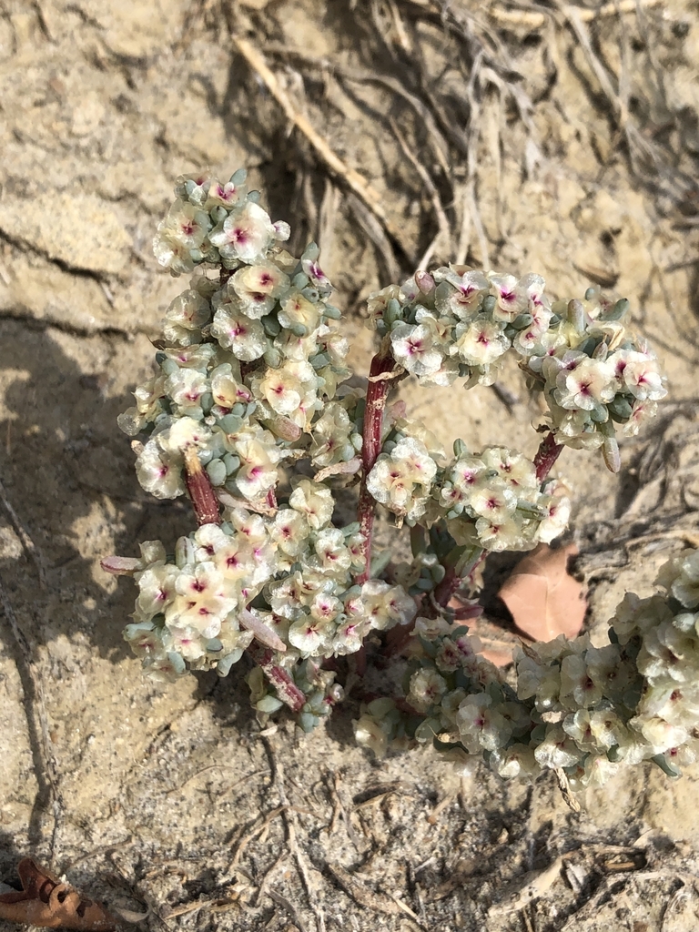 Saltlover from Bindloss, AB T0J 0H0, Canada on October 4, 2023 at 0407 PM by Ashley Mills