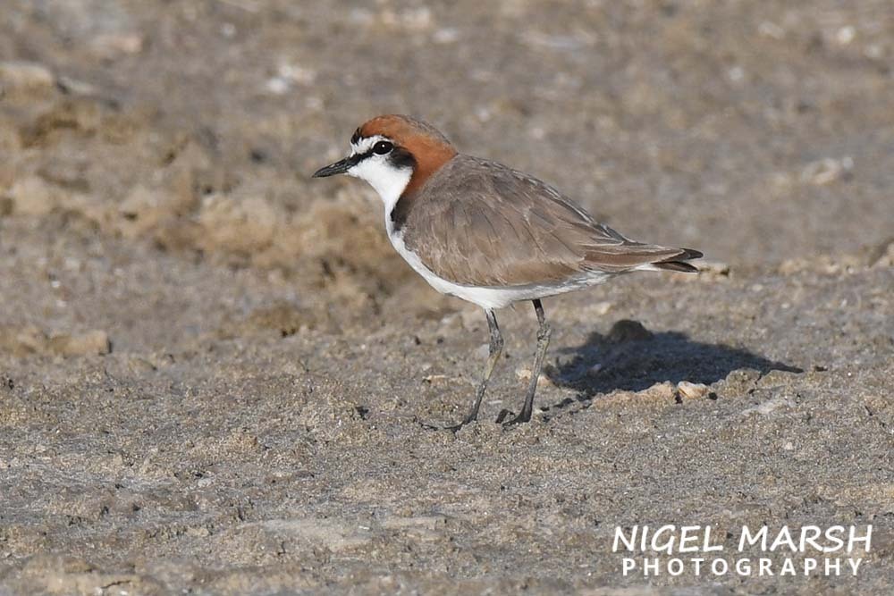 Redcapped Plover from Brisbane QLD, Australia on October 6, 2023 at 06