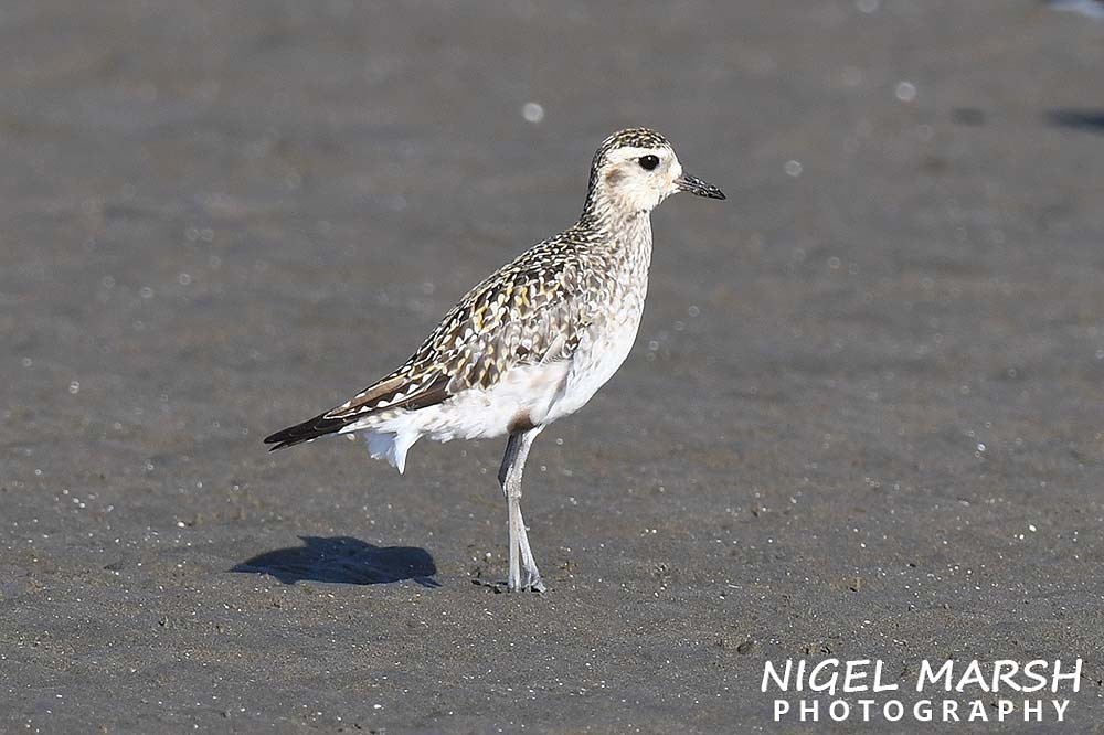 Pacific GoldenPlover from Brisbane, QLD, Australia on October 6, 2023
