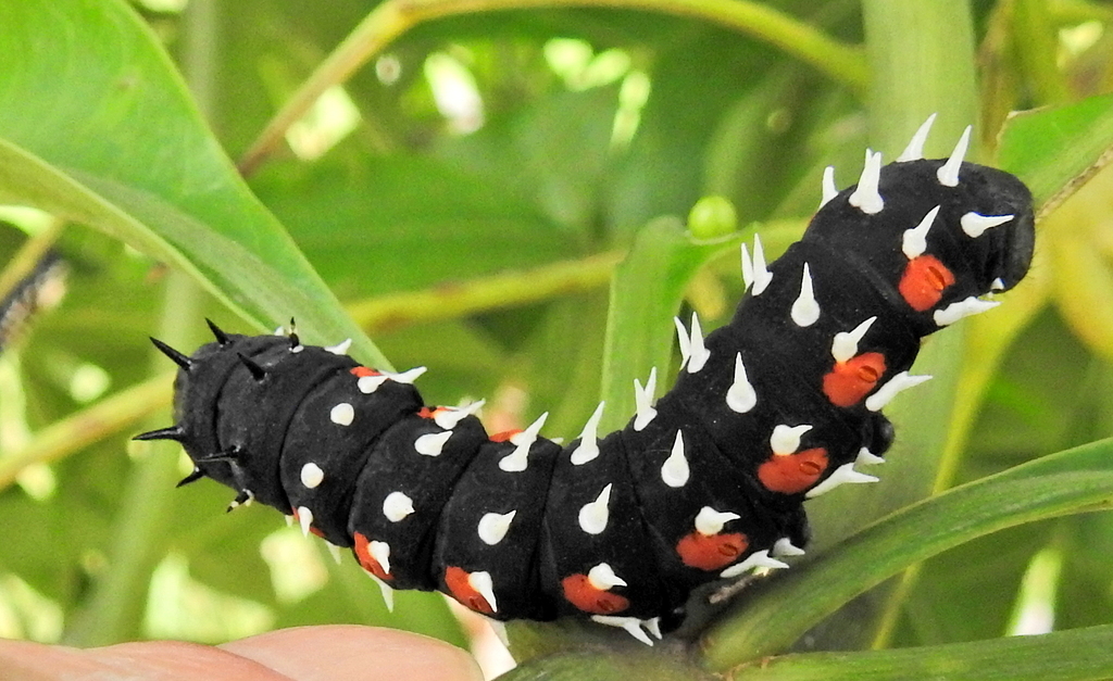 Key to the southern African caterpillars with flattened spines