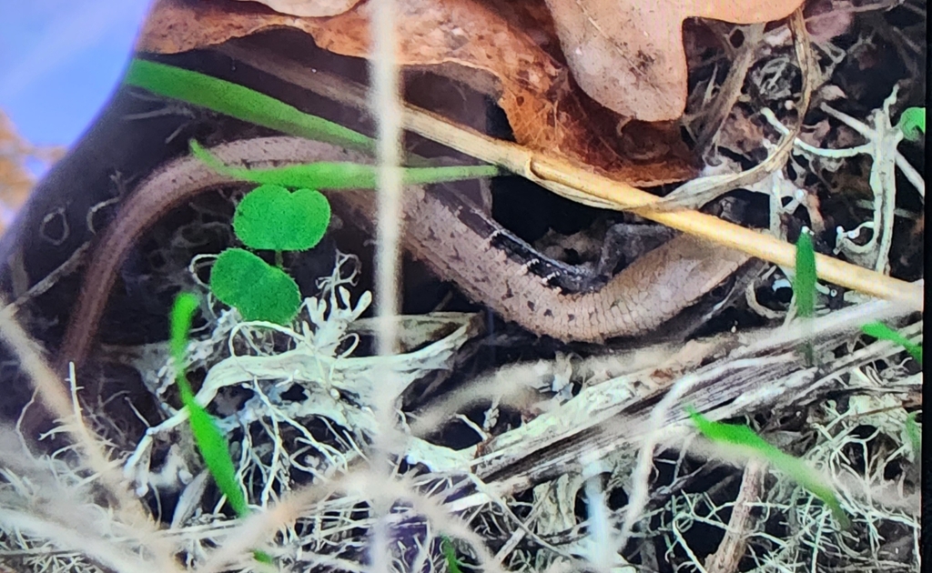 Western Alligator Lizards from Eugene, OR 97405, USA on October 6, 2023
