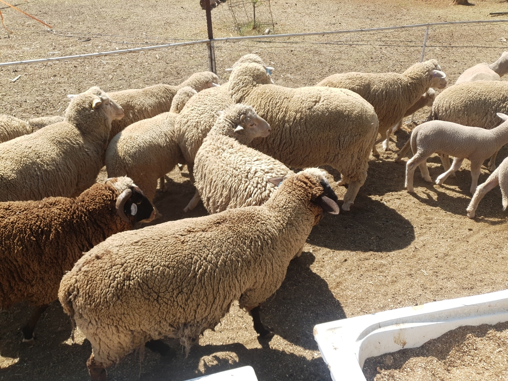 Domestic Sheep from Quaggafontein, Bloemfontein, 9301, South Africa on