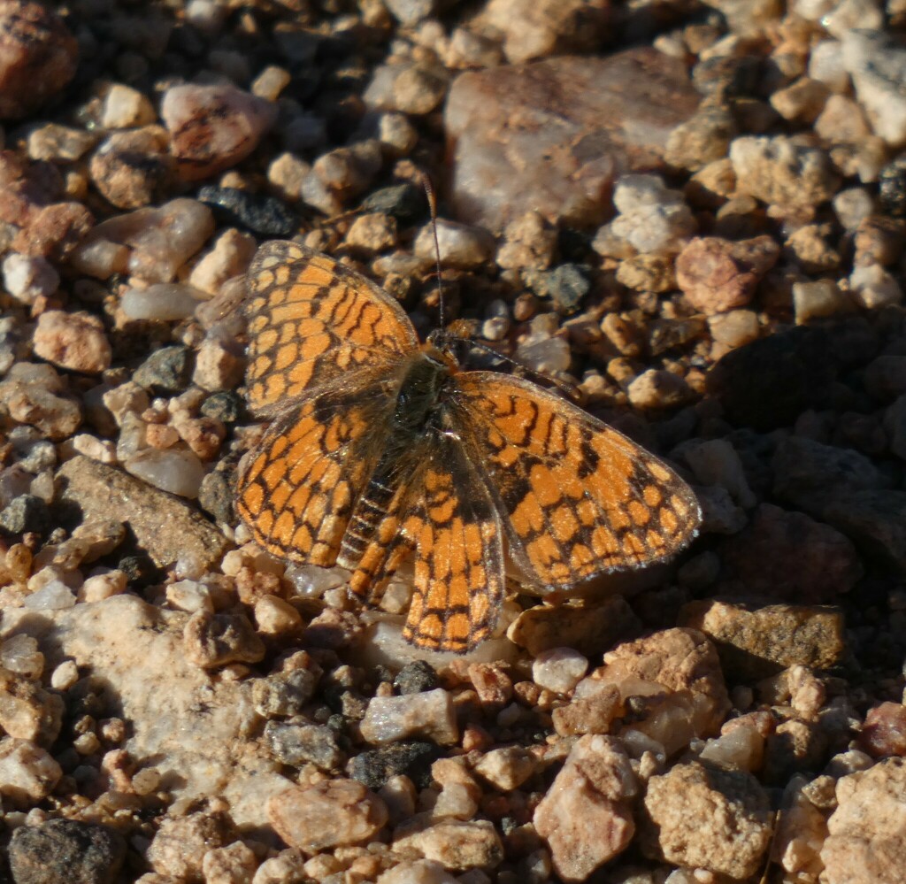 Sagebrush Checkerspot from Joshua Tree National Park, Riverside