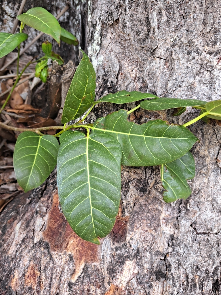 flowering plants from Maryborough QLD 4650, Australia on October 8