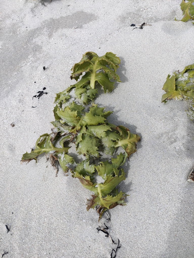 plants from Chatham Islands Territory, New Zealand on October 4, 2023