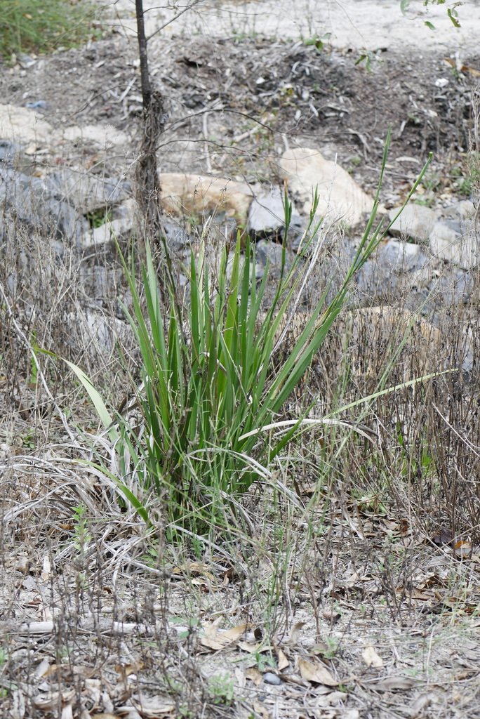 irises and allies from Logan Village QLD 4207, Australia on October 8
