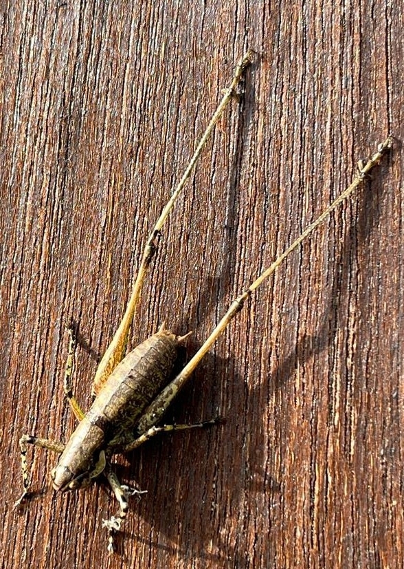 Rhacocleis annulata from Paradise Wildlife Park, White Stubbs Lane
