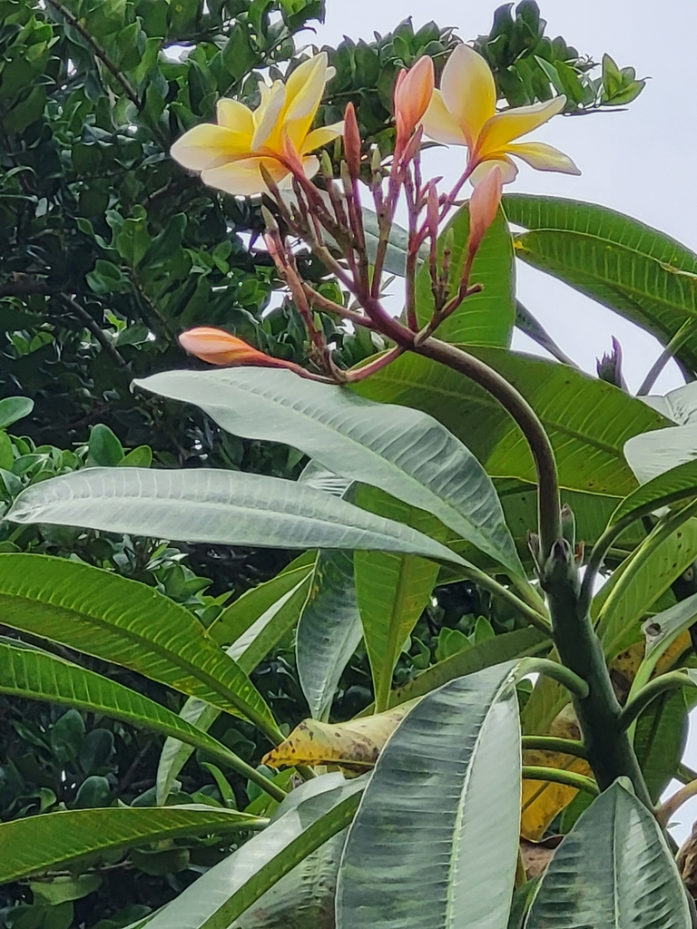 Frangipani trees in October 2023 by Melissa · iNaturalist
