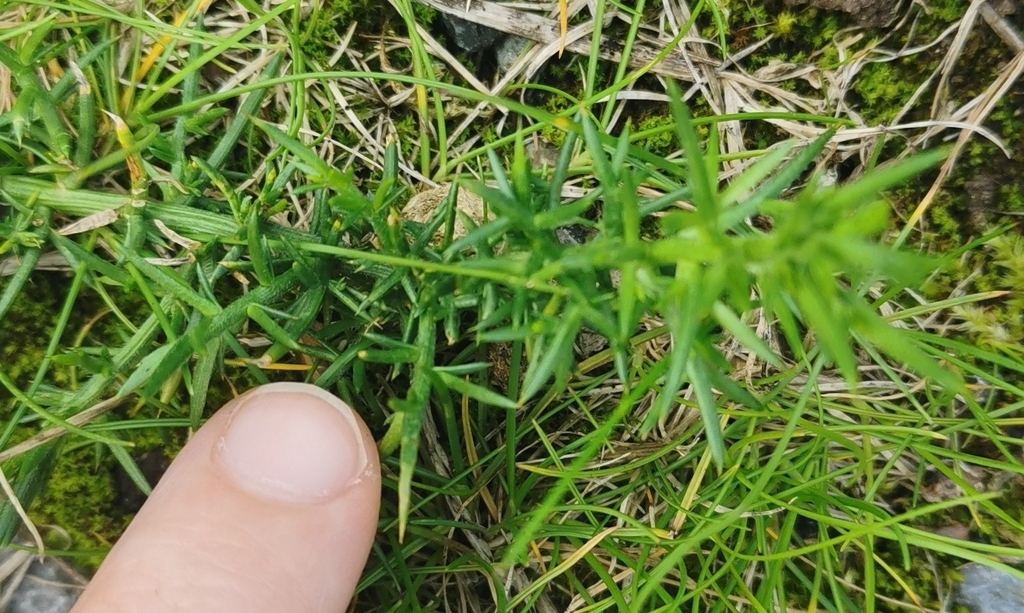 gorse from Keepers Cottage, Pex Hill, Widnes WA8 5QW, UK on July 28