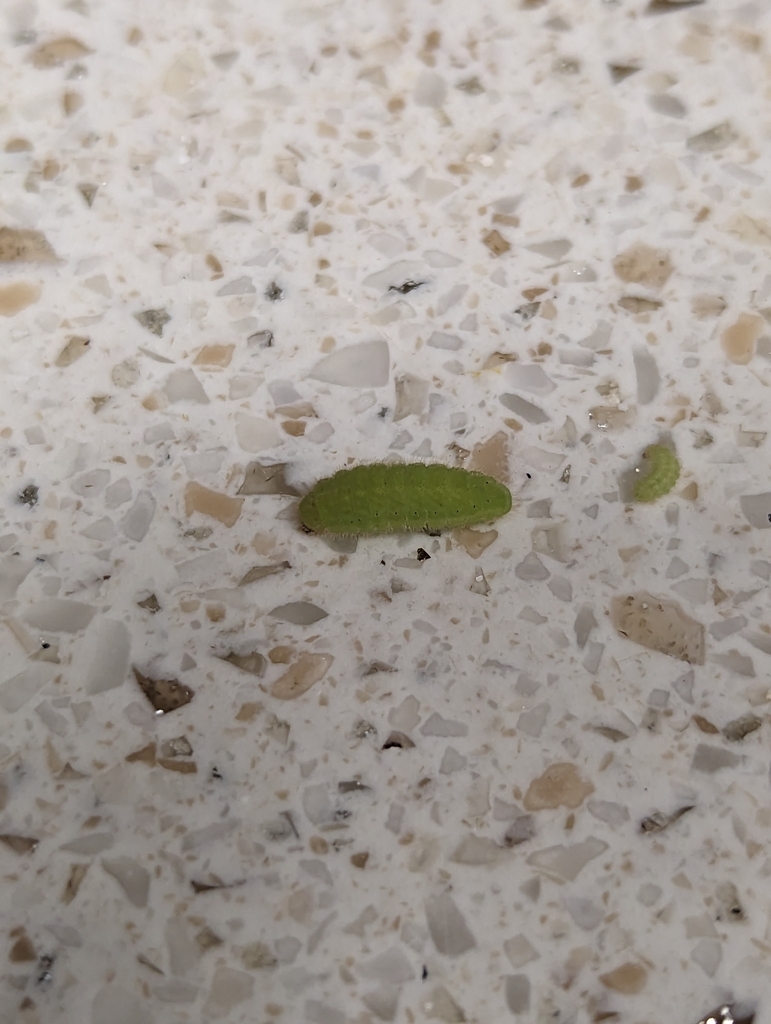 Gossamerwinged Butterflies from Stockdale West, Bakersfield, CA 93314